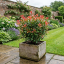 Photinia Magical Volcano Evergreen Shrub Plant (3L Pot)