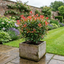 1 Photinia Magical Volcano Evergreen Shrub, Fast Growing Hedge Plant, 3 Litre Root-Ball