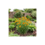 1 Coreopsis Solar Fancy Hardy Perennial Plant, Bee Friendly Summer Flowering, 3 Litre Root-Ball
