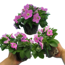 Petunia Easy Wave Pink Plants (Set of 3 or 6)