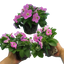 Set of 3 or 6 Large Plants - Petunia Easy Wave Pink, Outdoor Garden Ready