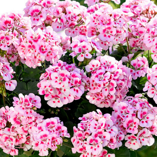 Geranium Toscana Dolce Vita Linus or Smart Splash (Pelargonium) – Upright Zonal Bedding (Set of 3 or 6)