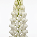Hardy Lupin Legendary White Perennial Plants (Set of 3 or 6)