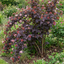 1 Physocarpus Diabolo Ninebark Plant, Dark Purple Foliage Hardy Perennial Shrub, 3 Litre Root Ball