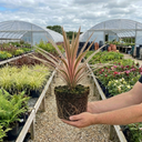 Cordyline Eurostripe Plant (3L Pot)