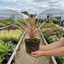 1 Large Plant - Cordyline Eurostripe, Ready to Plant in Your Garden, 3L Rootball