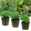 Thyme Lemon Variegated Plants (Set of 3 or 6)
