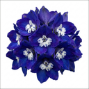 Delphinium Dark Blue White Bee Plants (Set of 3 or 6)