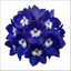 Set of 3 or 6 Delphinium Dark Blue White Bee Hardy Perennial Plants, Tall Cottage Garden Flowers, Outdoor Garden Ready, 1 Litre Root-Ball