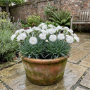 Dianthus Oscar White Plants (Set of 3 or 6)
