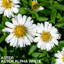 1 Large Aster Plant - Alpha White, Ready to Plant in Your Garden, 2L