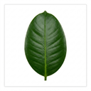 Ficus Moclame Indian Laurel Fig Plant (5L Pot)