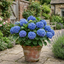 1 Large Plant - Hydrangea Blue, Ready to Plant in Your Garden, 2L Pot