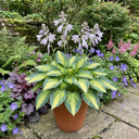 Paul's Glory Plantain Lily Plants (Set of 3 or 6)