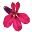 Set of 3 or 6 Lobelia Starship Deep Rose Upright Hardy Perennial Plants, Summer Garden Ready, 1 Litre Root Ball