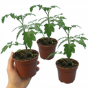 Tomato Lizzano Variety Plants (Set of 3 or 6)