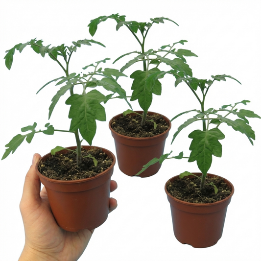 Tomato 'Lizzano' – Patio Bush Tomato (Set of 3 or 6)