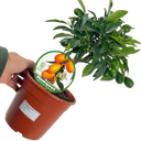Mini Kumquat Plant