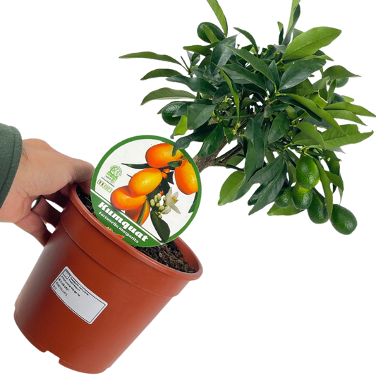 Kumquat – Mini Evergreen Citrus Tree (15cm Pot)