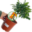 Mini Kumquat