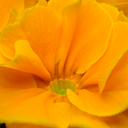 Primrose Orange Plant