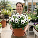 3 Pansy White with Blotch Plants