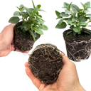 Set of 3 or 6 Large, Outdoor Garden Ready Plants - Fuchsia Bella Susanna (Rose & Violet)