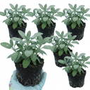 Salvia officinalis ‘Berggarten’ Sage Herb Plants (Set of 3 or 6)