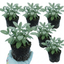 Set of 3 or 6 Salvia officinalis ‘Berggarten’ Sage Herb Plants, Hardy Perennial Culinary Herb, Outdoor Garden Ready, 1 Litre Root-Ball