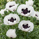 Papaver Orientale Royal Wedding Poppy Plants (Set of 3 or 6)