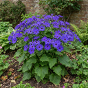 Senetti Pericallis Pop Bang Blue Plants