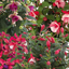 Set of 3 or 6 Large Plants - Fuchsia Diva Random Colour Mix, Ready to Plant in Your Garden