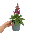 Digitalis Hanabee Deep Rose Foxglove Plants