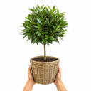 5L Bay Tree Standard, Laurus Nobilis, Nursery Pots