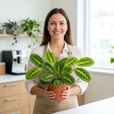 3 Pet Friendly Indoor Plant Collection Plant (1L Pot)