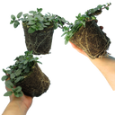 Peppermint Plant
