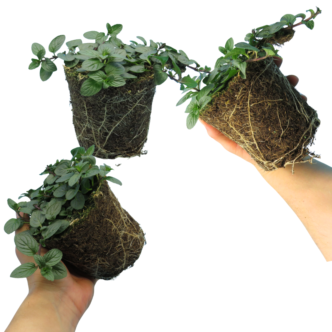 Peppermint (Mentha x piperita) – Hardy Perennial Herb (Set of 3 or 6)