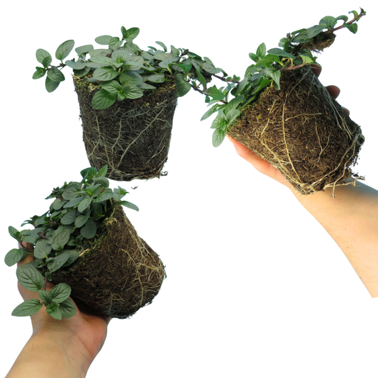 Peppermint (Mentha x piperita) – Hardy Perennial Herb (Set of 3 or 6)