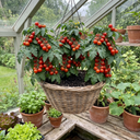 Tomato ‘Consuelo’ Plants (Set of 3 or 6)
