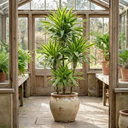 Dracaena Lemon Lime Dragon Tree Plants