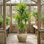 1 Dracaena Lemon Lime Dragon Tree Houseplant, Easy Care Indoor Plant, 17cm Root Ball