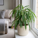 Ficus Binnendijks Narrow Leaf Fig Plant
