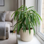 1 Ficus Binnendijks Narrow Leaf Fig, Air Purifying Tropical Indoor Houseplant, 21cm Root Ball