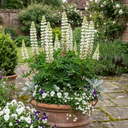 Hardy Lupin Legendary White Perennial Plants (Set of 3 or 6)
