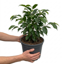 Ficus Danielle Weeping Fig Indoor Plants