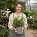3Ltr Patio Rose Bush, Nursery Pots, Garden Ready