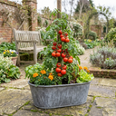 Tomato Shirley Variety Plants (Set of 3 or 6)