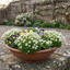 Set of 3 or 6 Saxifrage Marto White Mossy Alpine Plants, Hardy Evergreen Perennial Rockery Ground Cover, Outdoor Garden Ready, 1 Litre Root-Ball