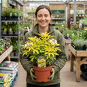 Choisya Aztec Gold Plants
