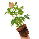 Hellebore Rosemary Plant